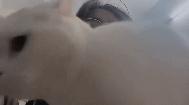 고양이한테 과한 관심을 받고 있는 집사 | 인스티즈