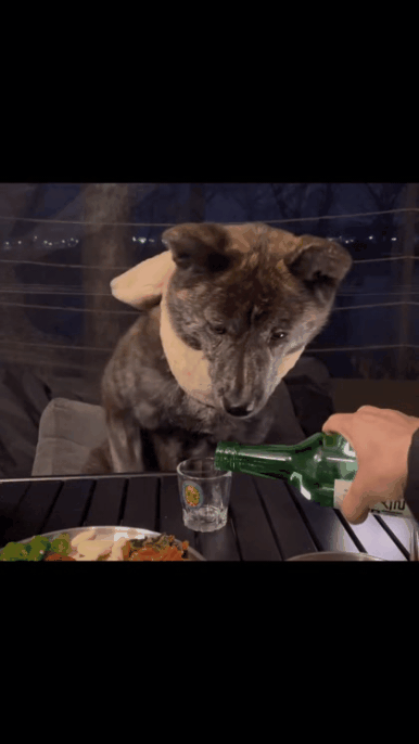 짠 해주는 강아지.gif | 인스티즈