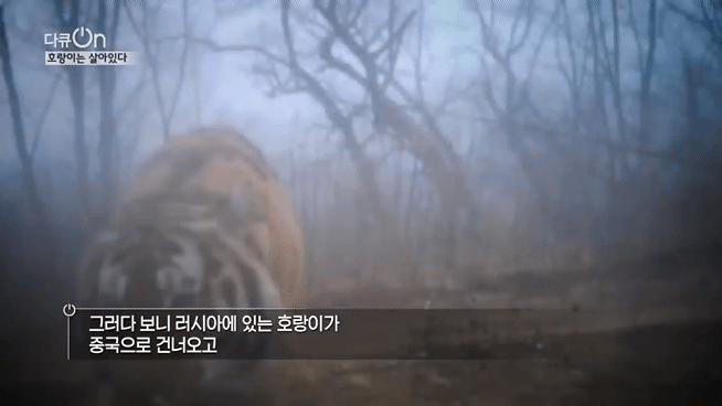'절멸'의 '한국 호랑이'. 🐅 그 100년간의 이야기. -마지막- | 인스티즈