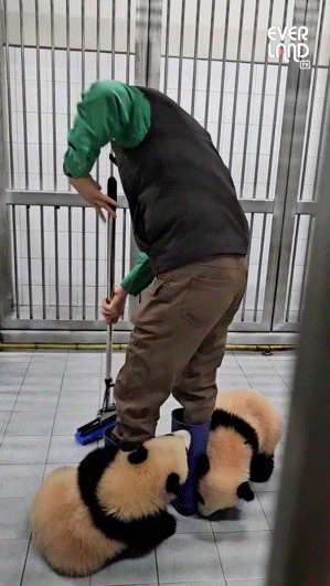 결국 터질게 터진 에버랜드 바오가족 사육사 송바오 논란.... | 인스티즈