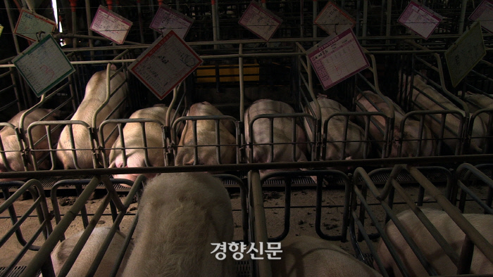 최근 사람들이 채식 시작하는 가장 큰 이유 | 인스티즈