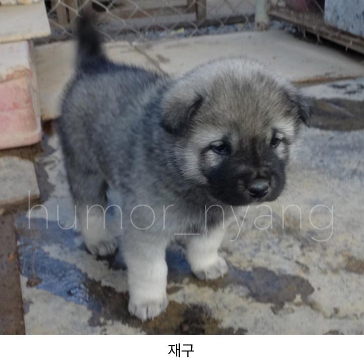 진돗개 모색별 아기때 생김새 | 인스티즈