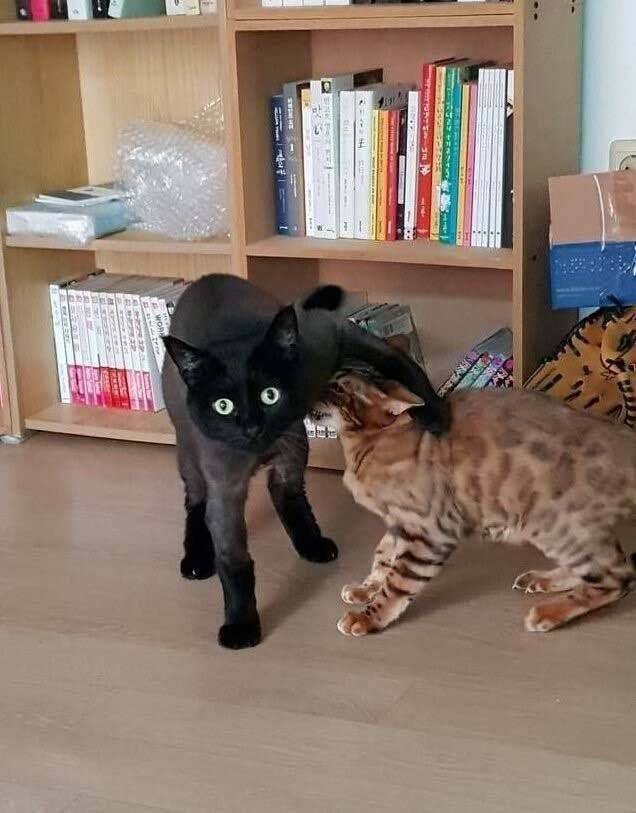 고양이 똥냄새 맡고 하악질했더니 | 인스티즈