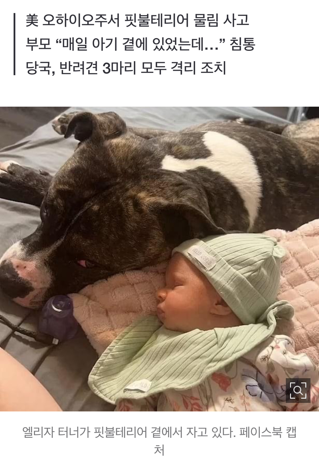 매일 붙어지내던 반려견의 습격… 생후 7개월 아기 숨져 | 인스티즈