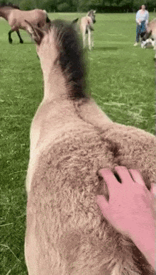 당나귀 엉덩이를 만지면 안 되는 이유.gif | 인스티즈