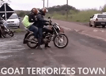 사람들이 잘 모르지만 넘사벽으로 성격 더러운 동물 | 인스티즈