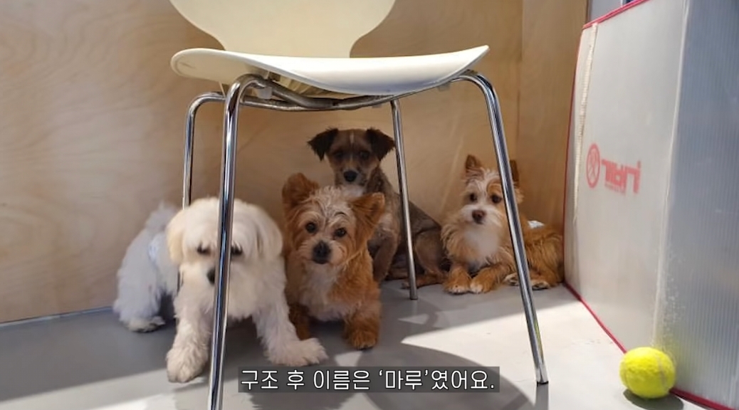 유기견 입양전후 변화. 겁많은 강아지의 100일간 브이로그 | 인스티즈