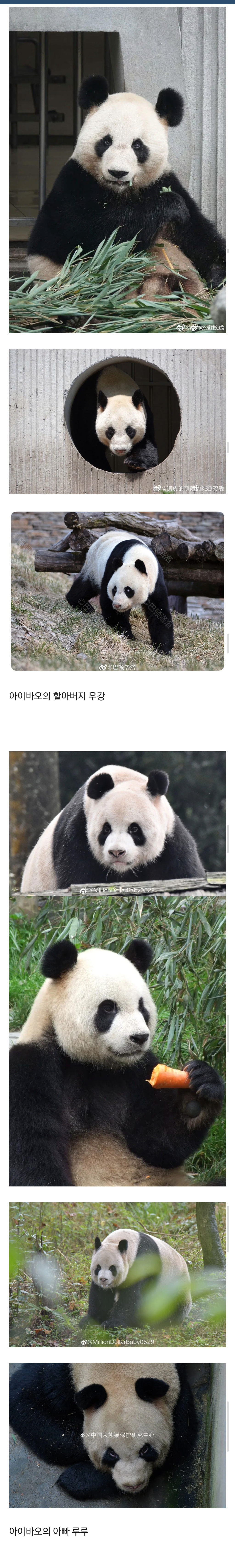 아이바오네 수컷 남판들🐼 | 인스티즈