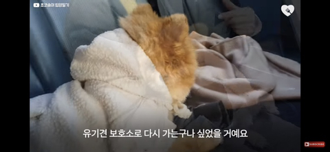 입양가는데 우는 강아지 | 인스티즈
