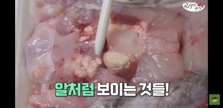 아귀 알인줄 알았는데 알고보니 기생충?.youtube | 인스티즈