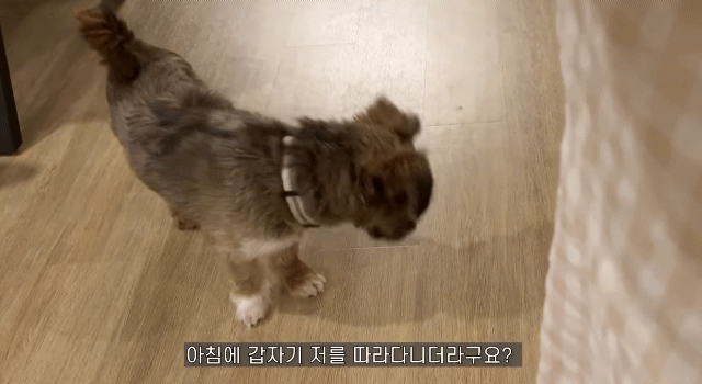 유기견 입양전후 변화. 겁많은 강아지의 100일간 브이로그 | 인스티즈