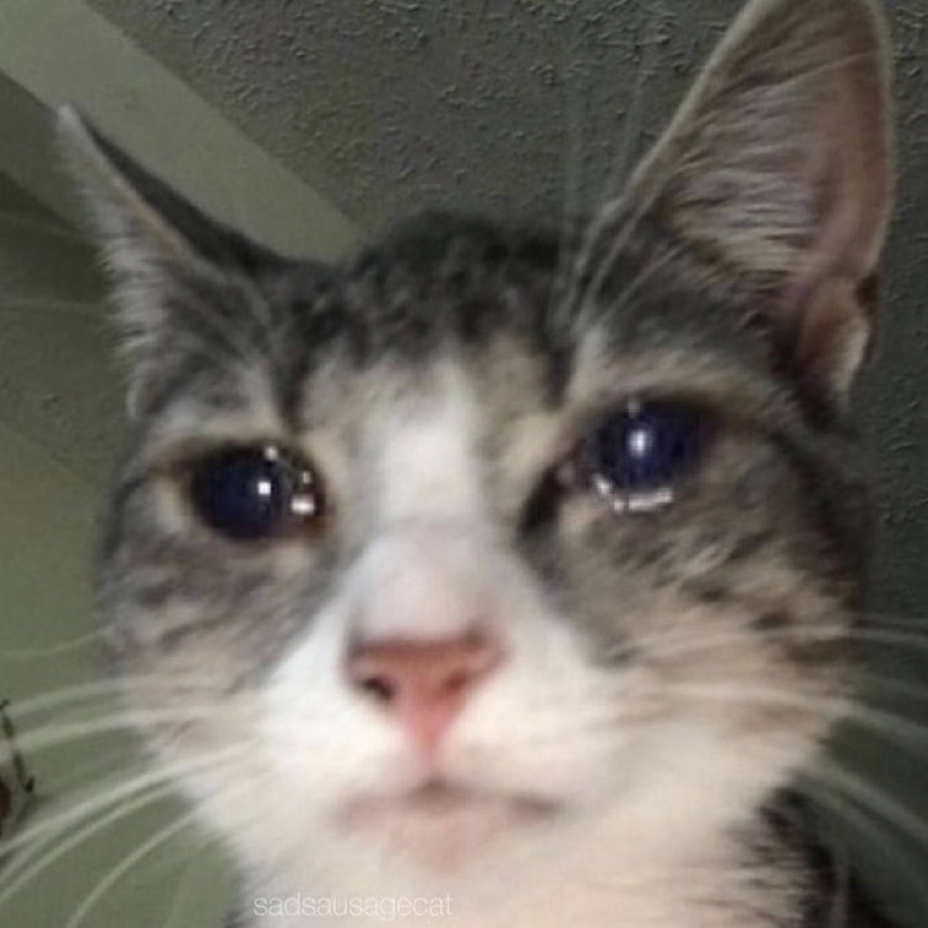 밖에서 보면 큰일난다고 난리난 웹툰 마루는 강쥐 오늘자 에피..jpg | 인스티즈