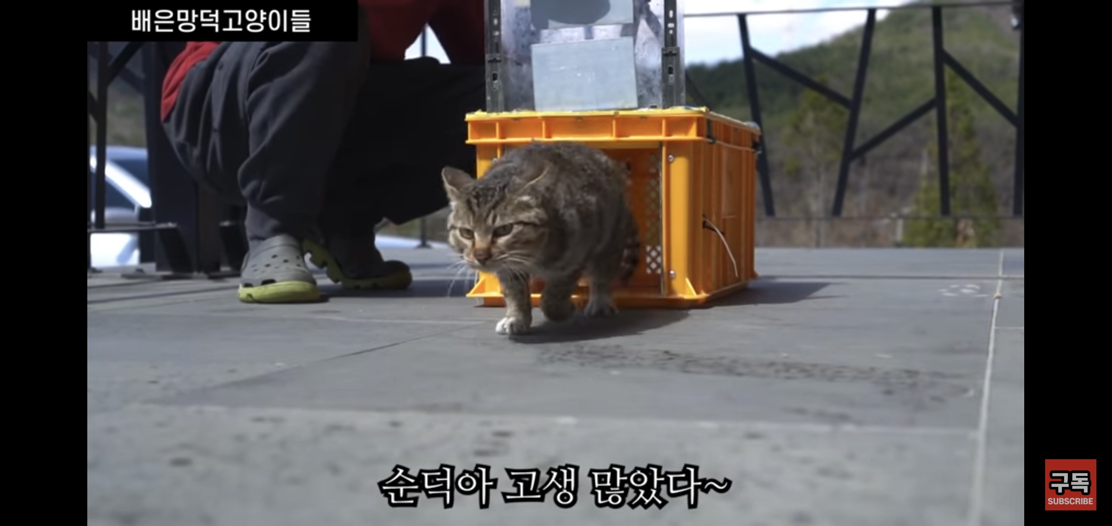 집 마당에 고양이가 나타나는 족족 다 잡아버리는 유튜버..jpg | 인스티즈