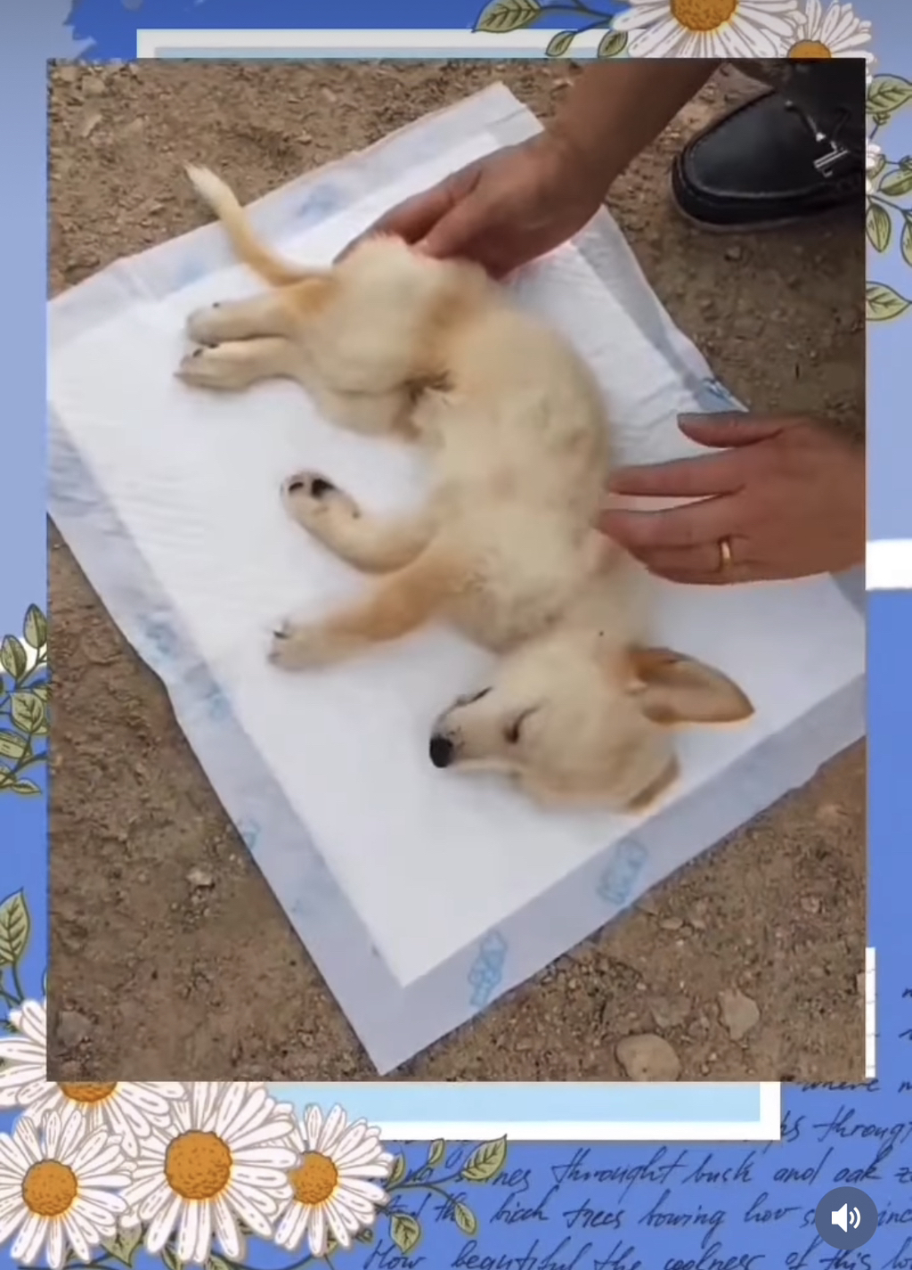 무안군 유기견보호소에서 사료와 물을 먹지 못해서 굶어죽고 말라죽는 유기견들 | 인스티즈