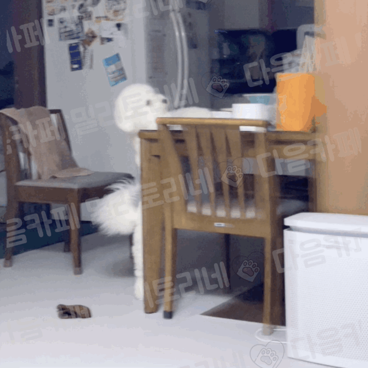 이거 셋 다 같은 강아지라고 함.jpg | 인스티즈