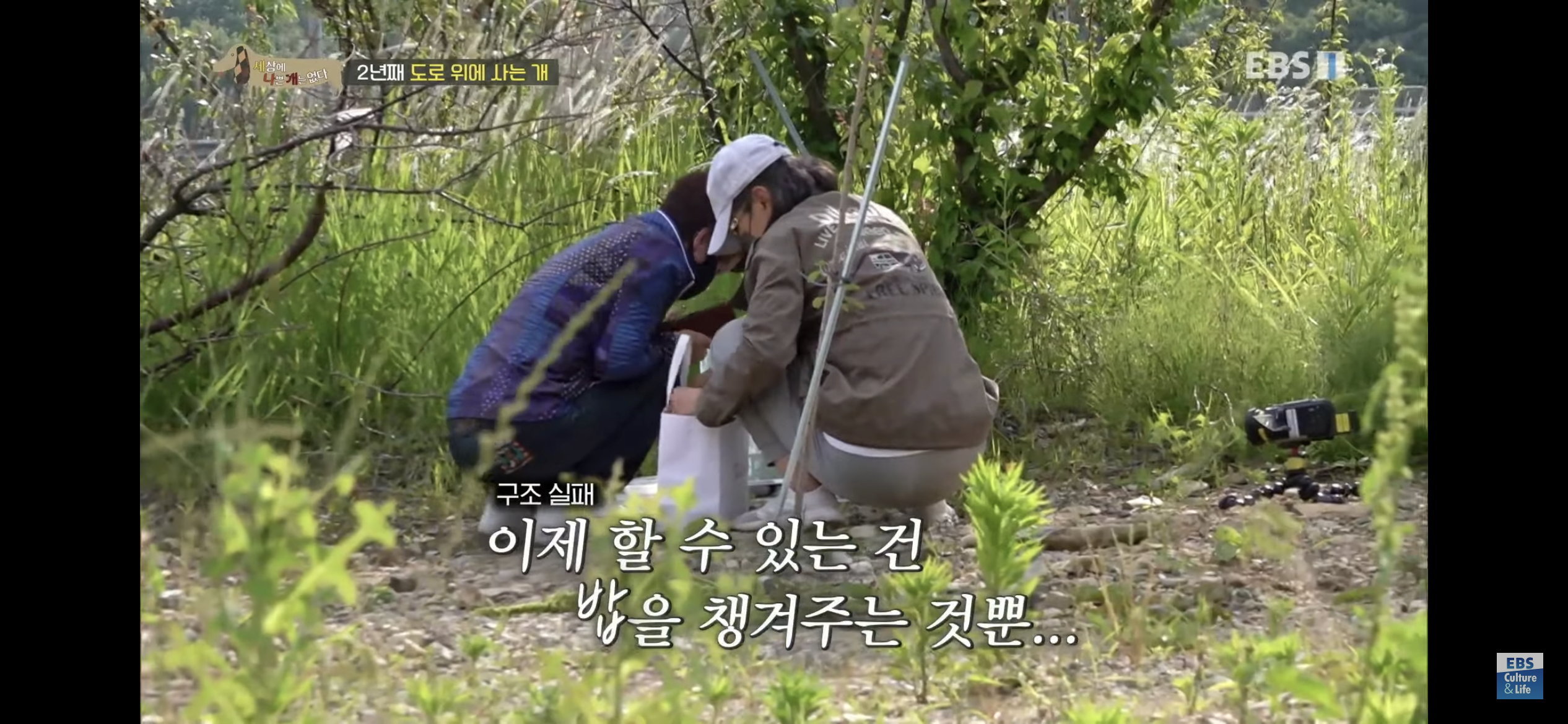 2년동안 도로 위에서 위험하게 생활했던 유기견 마루 | 인스티즈