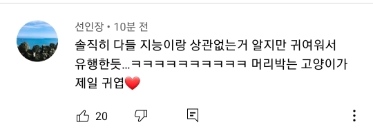 고양이 벽짚 챌린지는 진짜 지능과 관련 있을까? | 인스티즈
