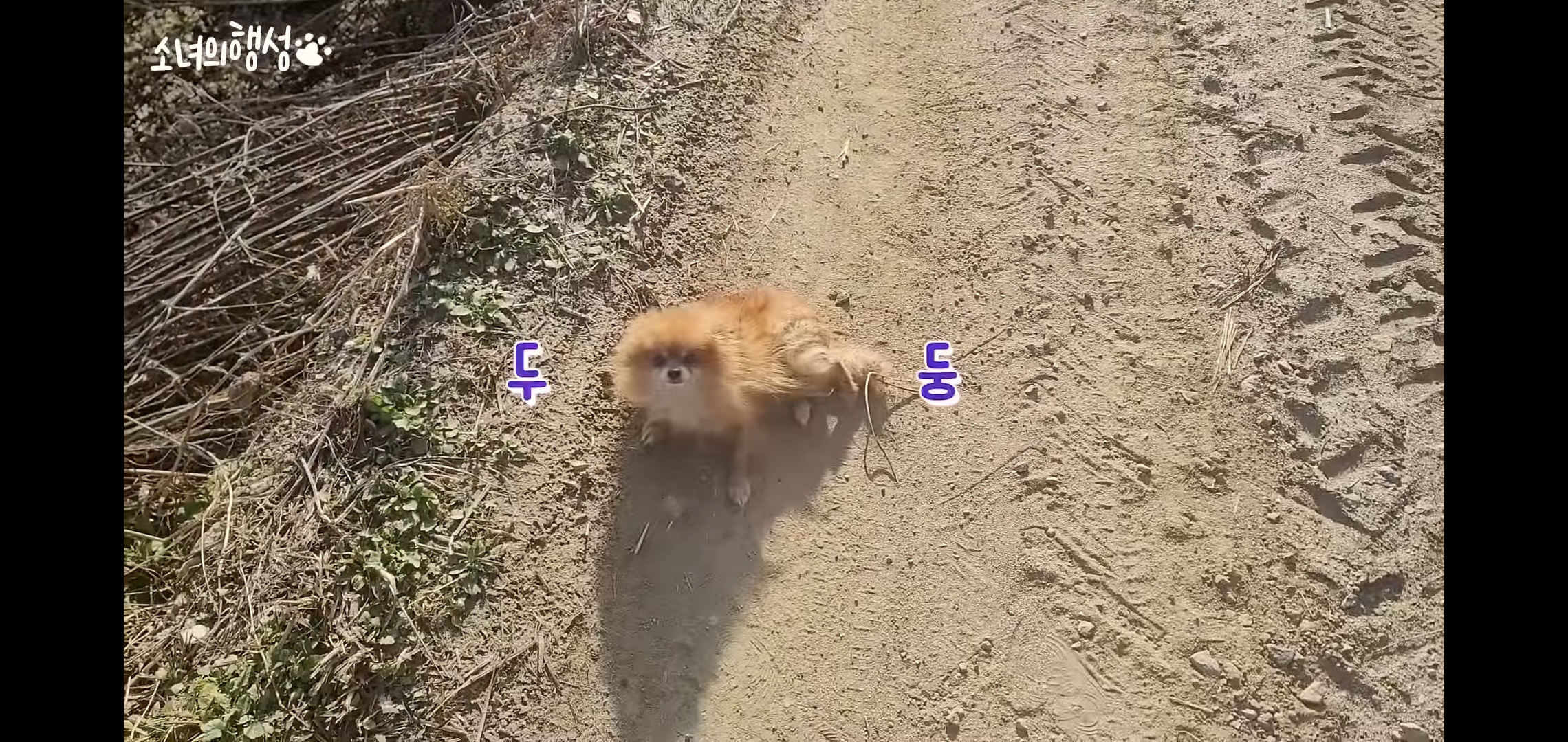 번식장에서 강아지 구조 후 치료했더니 절도죄로 고소당한 유튜버.jpg | 인스티즈