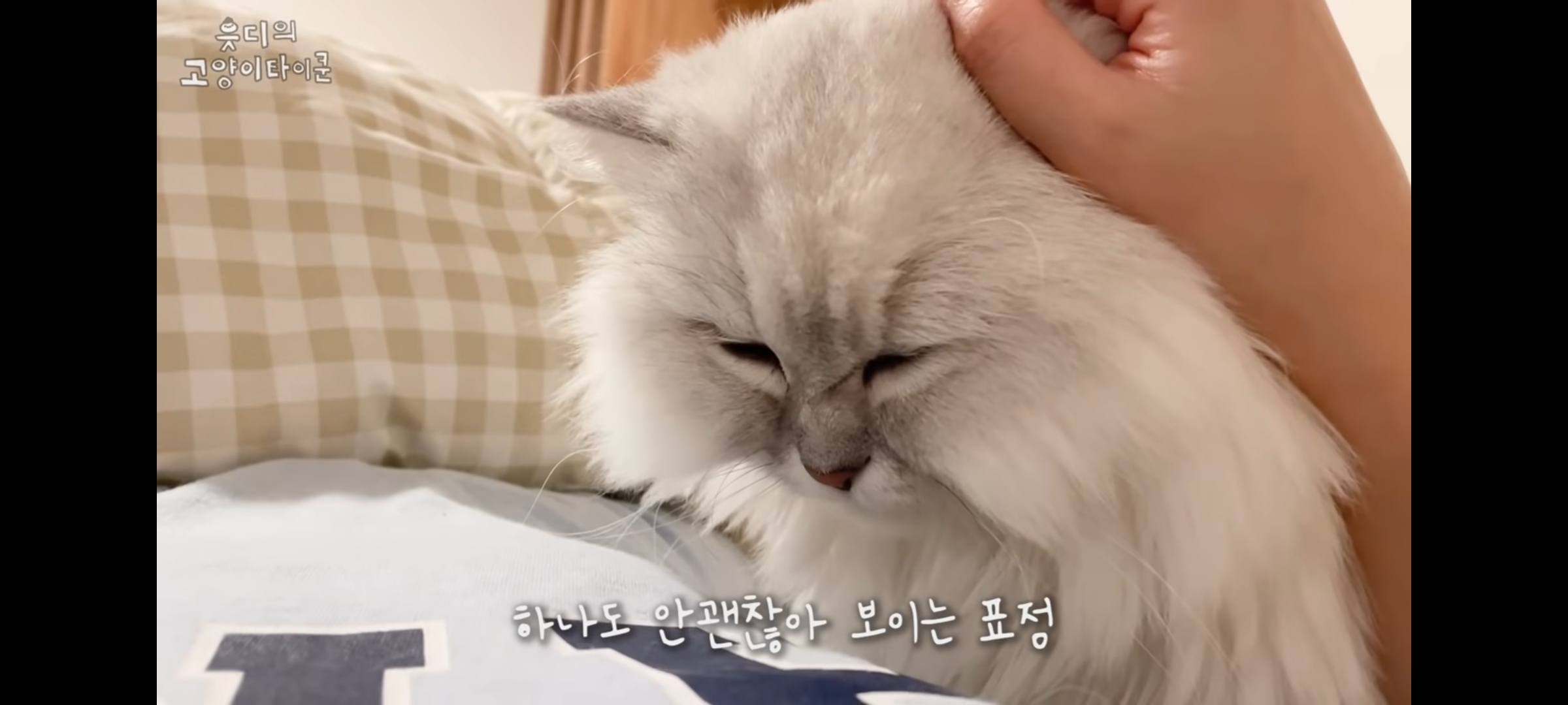 cctv보고 오열😭 응가실수하고 혼자 치우려는 고양이 | 인스티즈