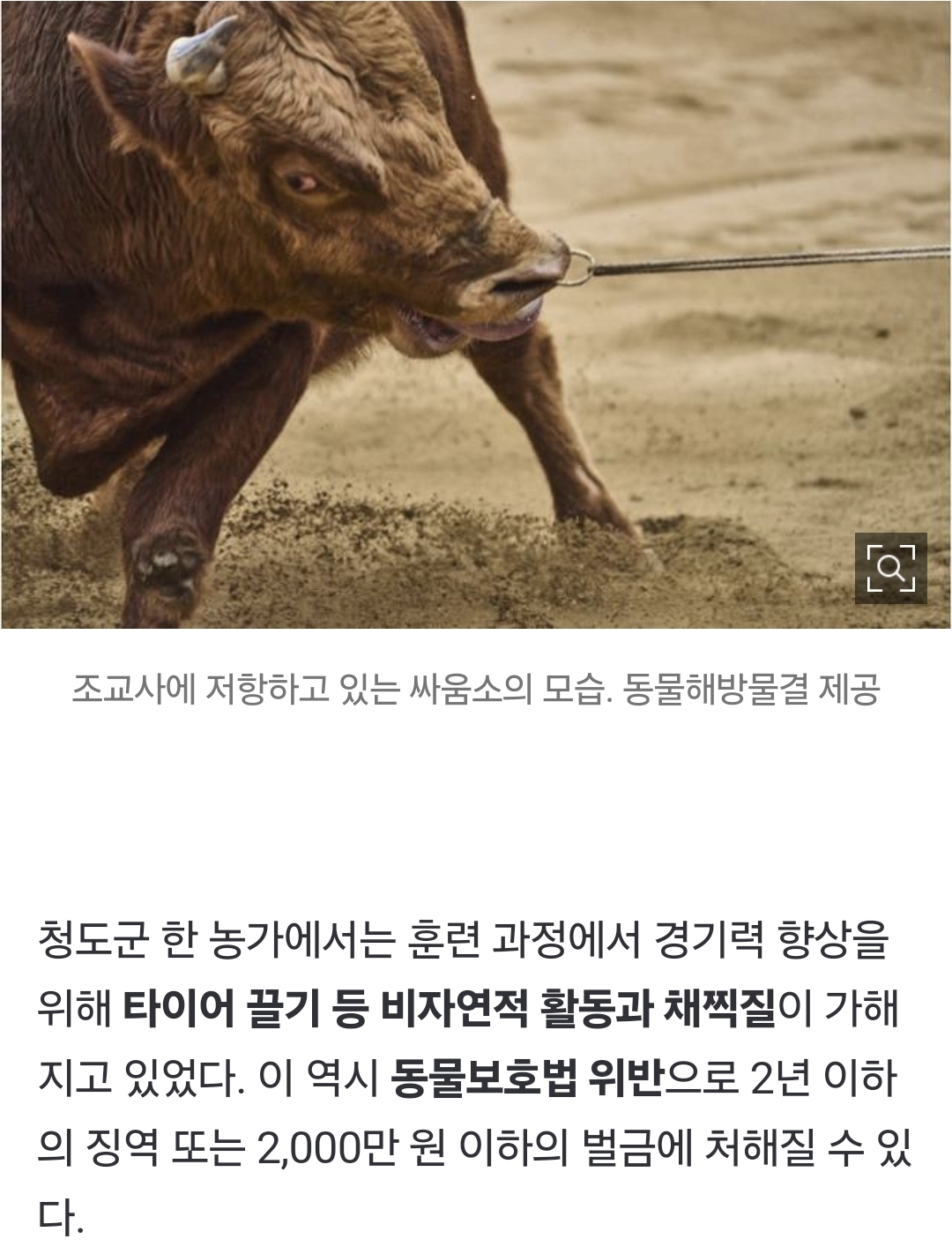 싸우기 싫은 소, 코뚜레로 끌어내고 채찍질···피와 침 흘릴 때까지 '학대' [영상] | 인스티즈