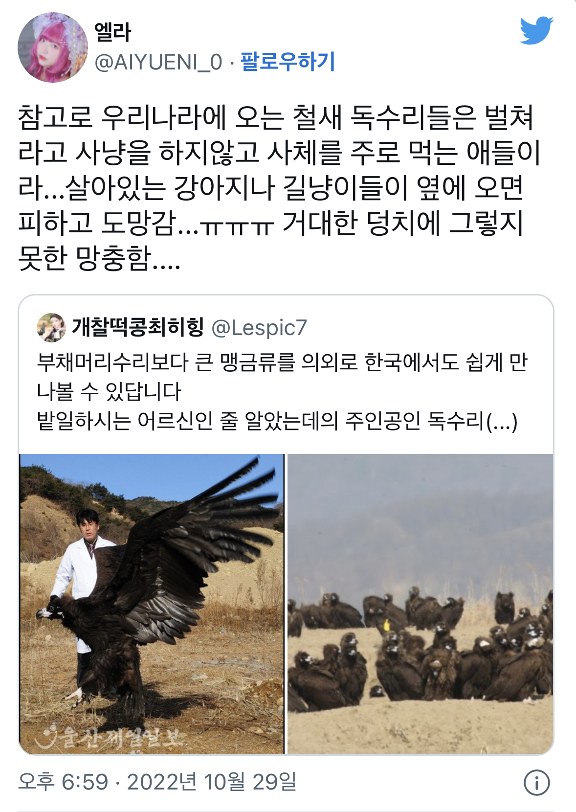 우리나라에 오는 독수리는... | 인스티즈