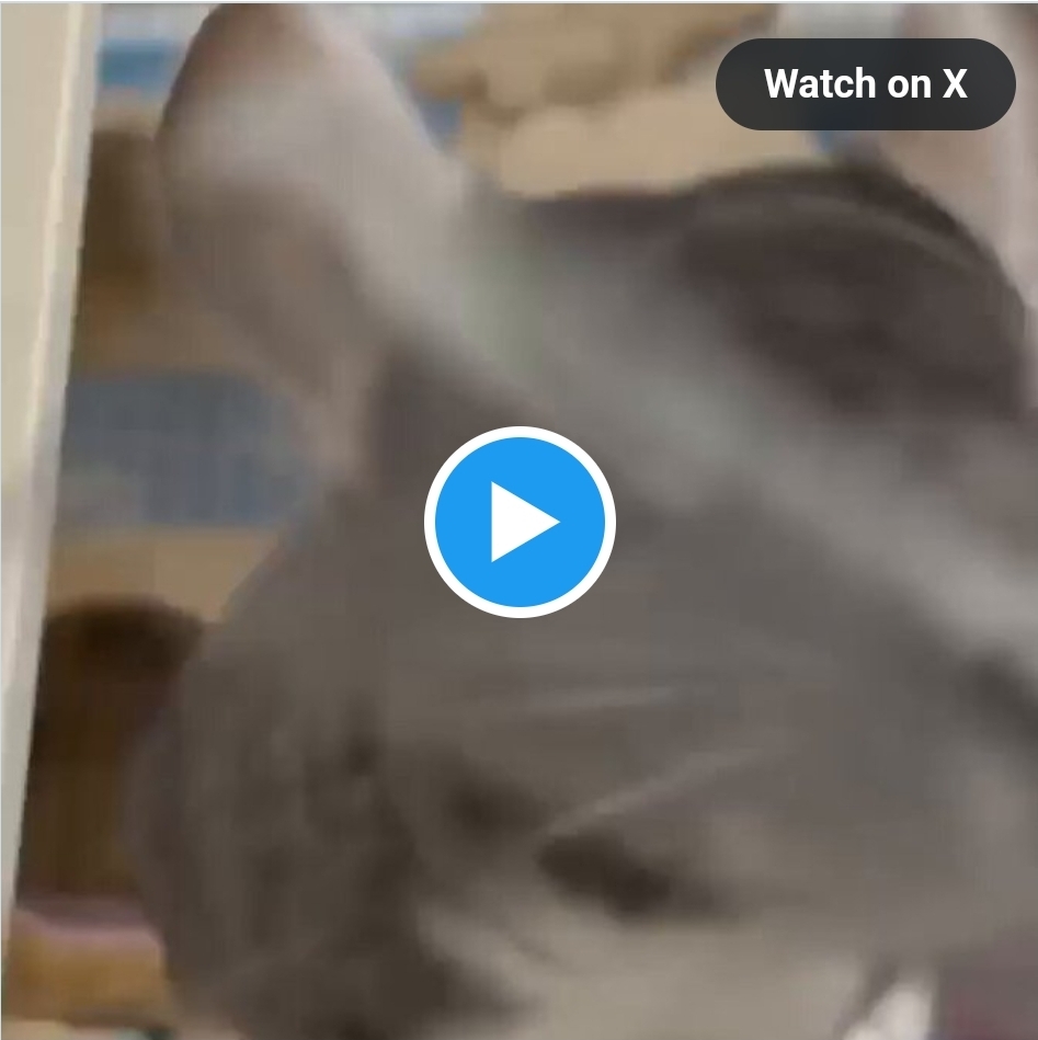 살살 긁는 빗질에 미소짓는 친칠라(이재명x) | 인스티즈