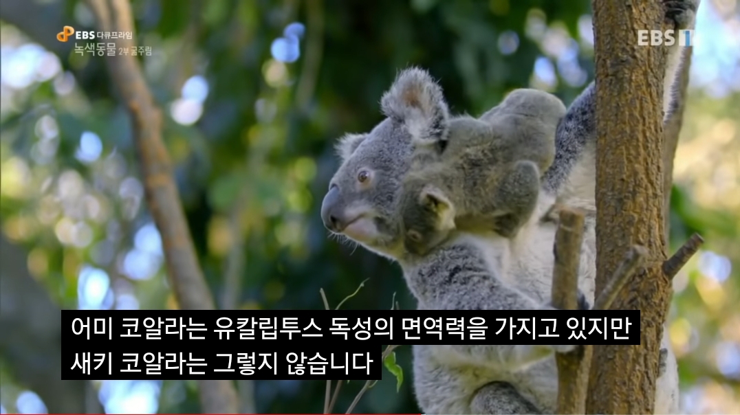 🐨 새끼 코알라랑 뽀뽀하면 안되는 이유 🐨 | 인스티즈