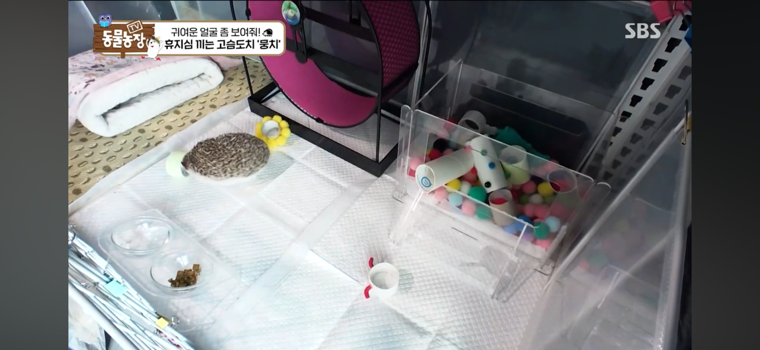 따봉고슴도치 휴지심 좋아도치 | 인스티즈