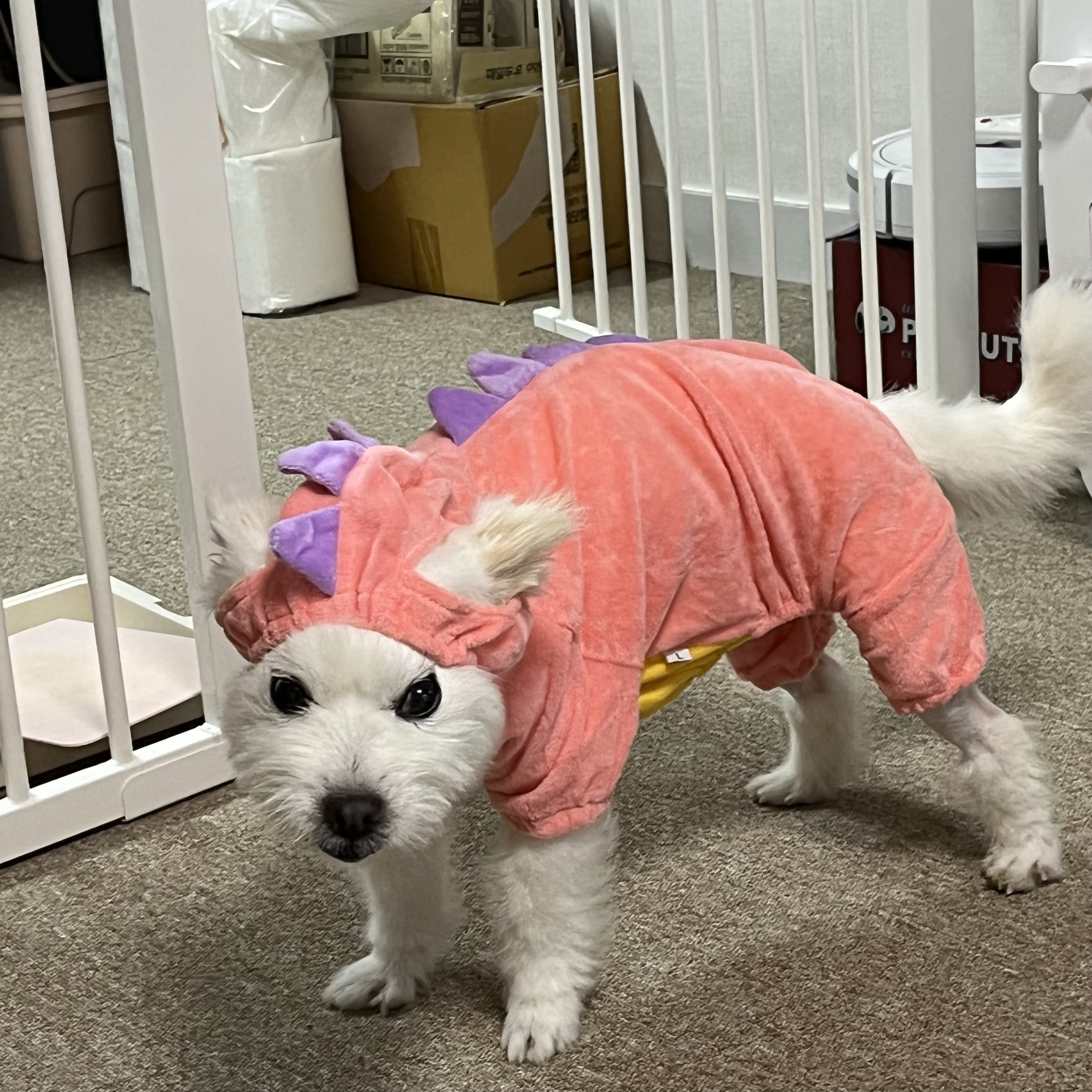 당근에서 폐점하길래 애기 옷샀는데 모자 진심이야,,,? | 인스티즈