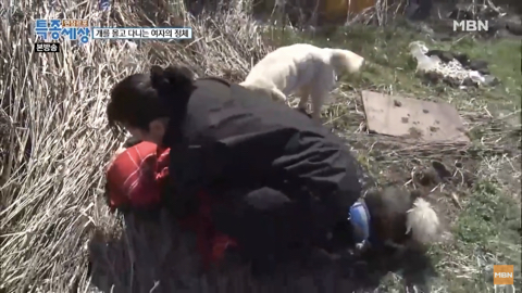 당신이 버린 강아지는 어떻게 되었을까 | 인스티즈