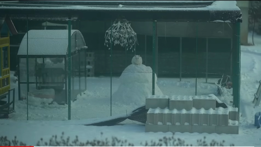 눈으로 집 만들어줬는데 갑자기 싸우는 하하하네 고양이들.gif | 인스티즈