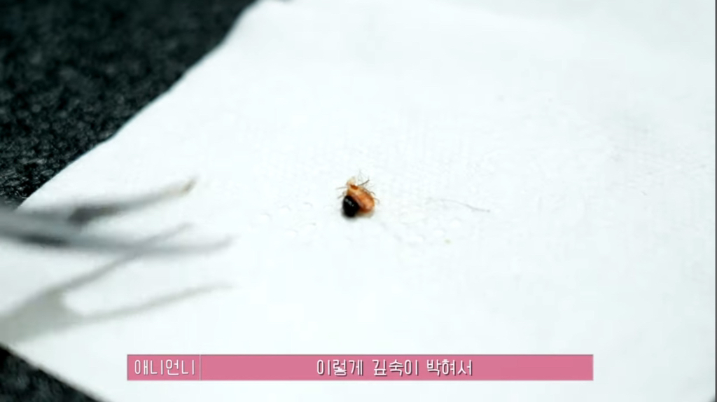 산속 구조된 누더기푸들의 충격적인 미용 과정 | 인스티즈