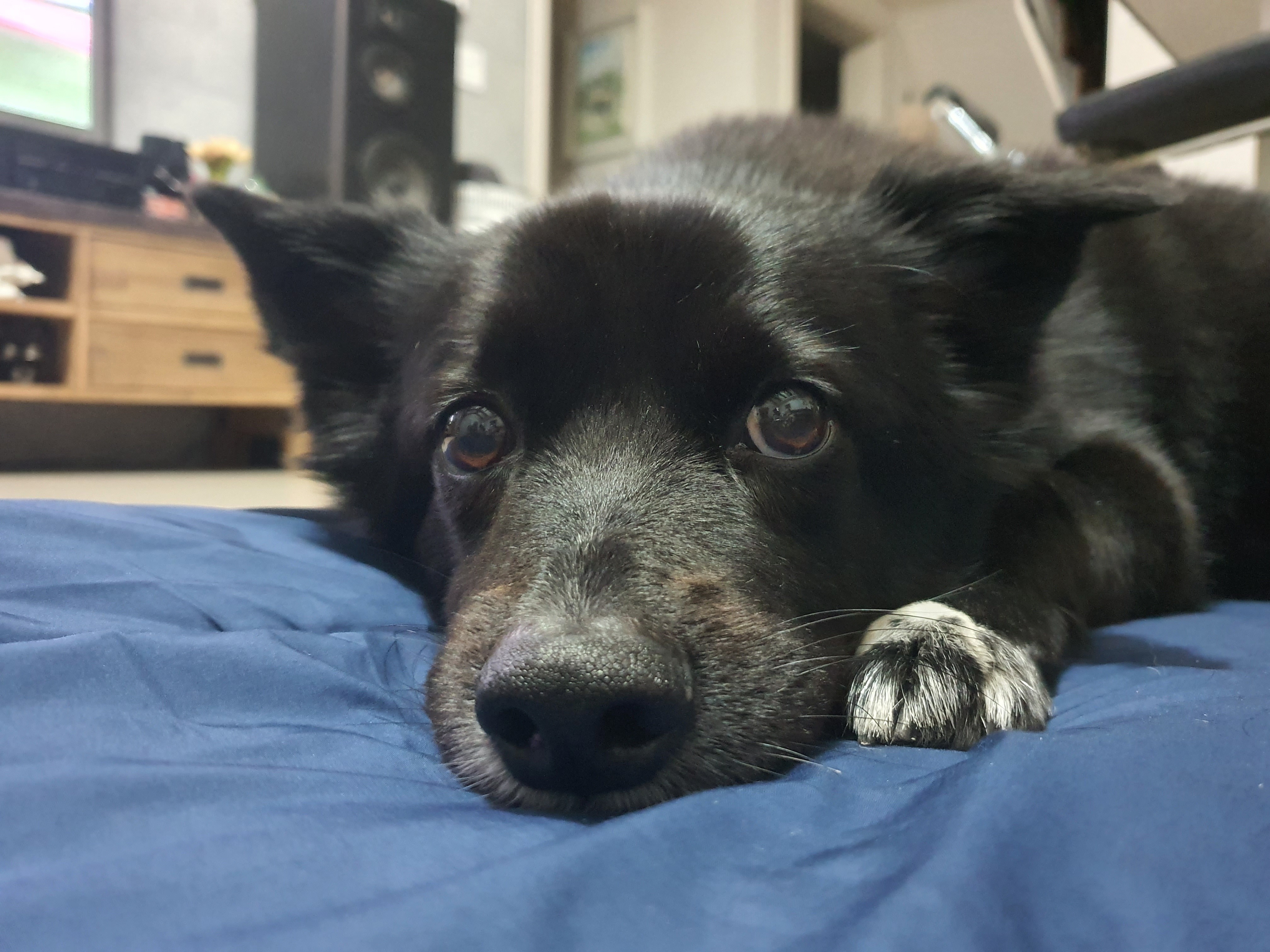 동네 친한 강아지 새끼낳았는데 나 자꾸 따라다녀 (동물농장/ 사진많음) +사진추가 | 인스티즈