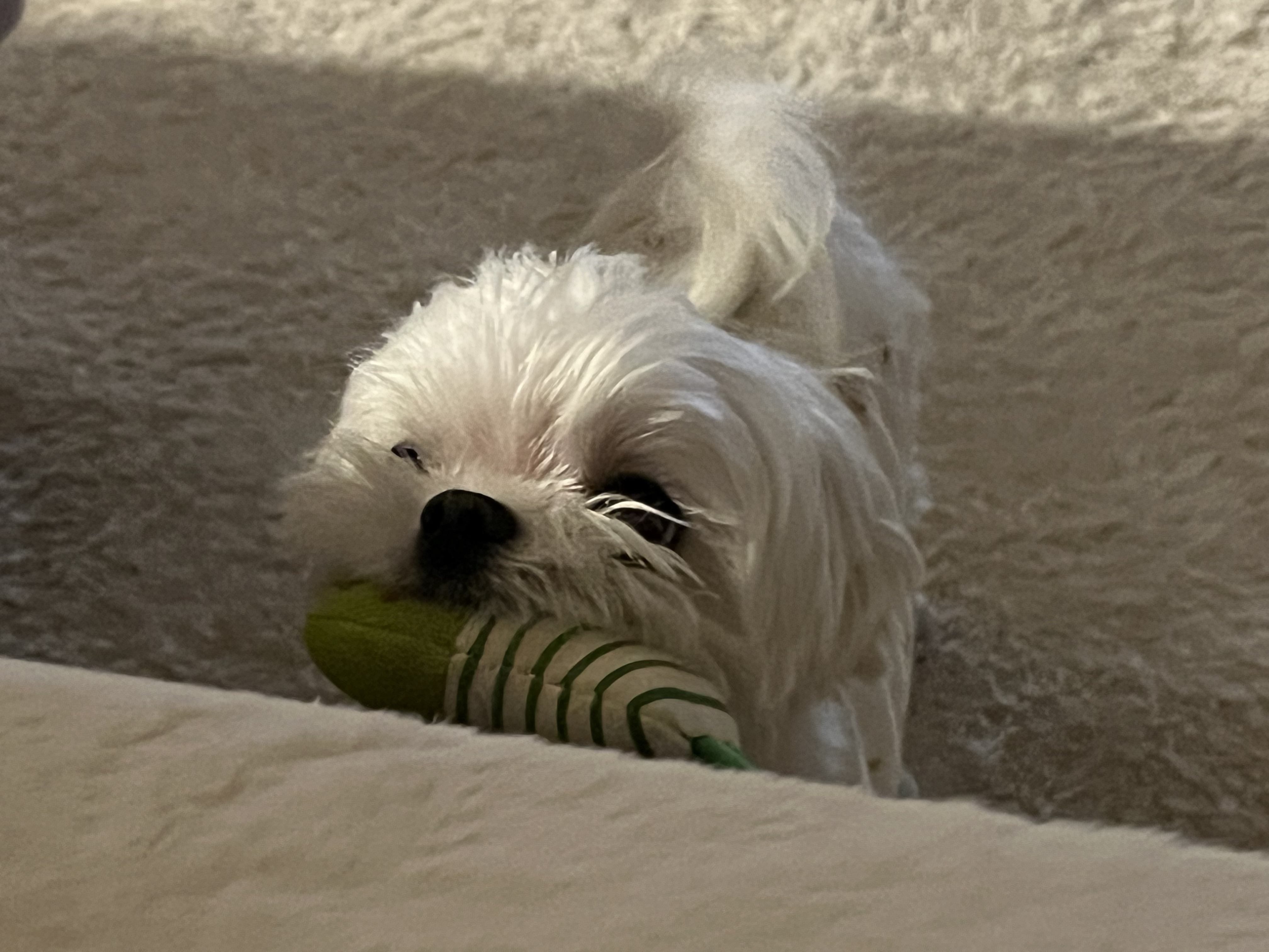 우리집 강쥐 진짜 웃긴데 친구가 동물농장 제보감이래 제보할까? | 인스티즈