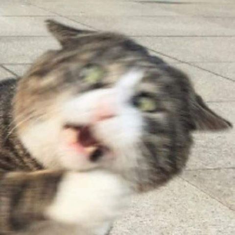 조선왕조 최초의 폭군과 고양이 그리고 | 인스티즈