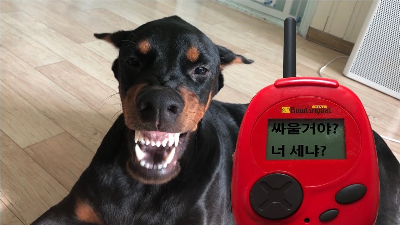 화가 많은 강아지들 번역기 후기 | 인스티즈