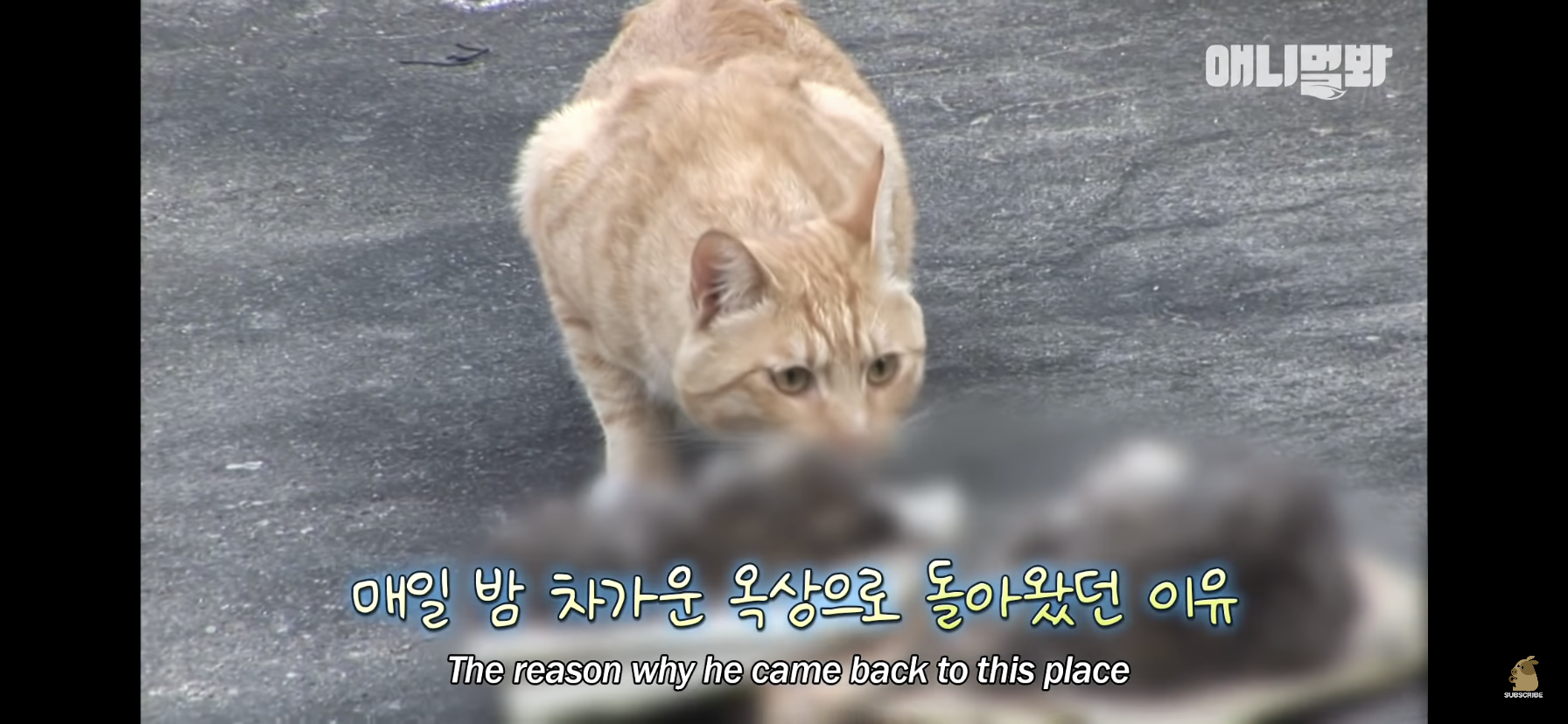 길고양이 목에 쪽지를 달자 생긴 영화같은 일 | 인스티즈