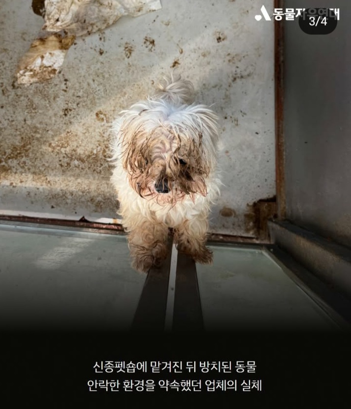 신종펫샵 금지법 발의 서명 참여 부탁해. (동자연×민주당 임호선의원) | 인스티즈