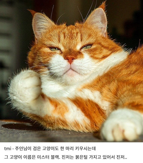 눈을 좋아하는 용맹한 고양이 진저.twt | 인스티즈