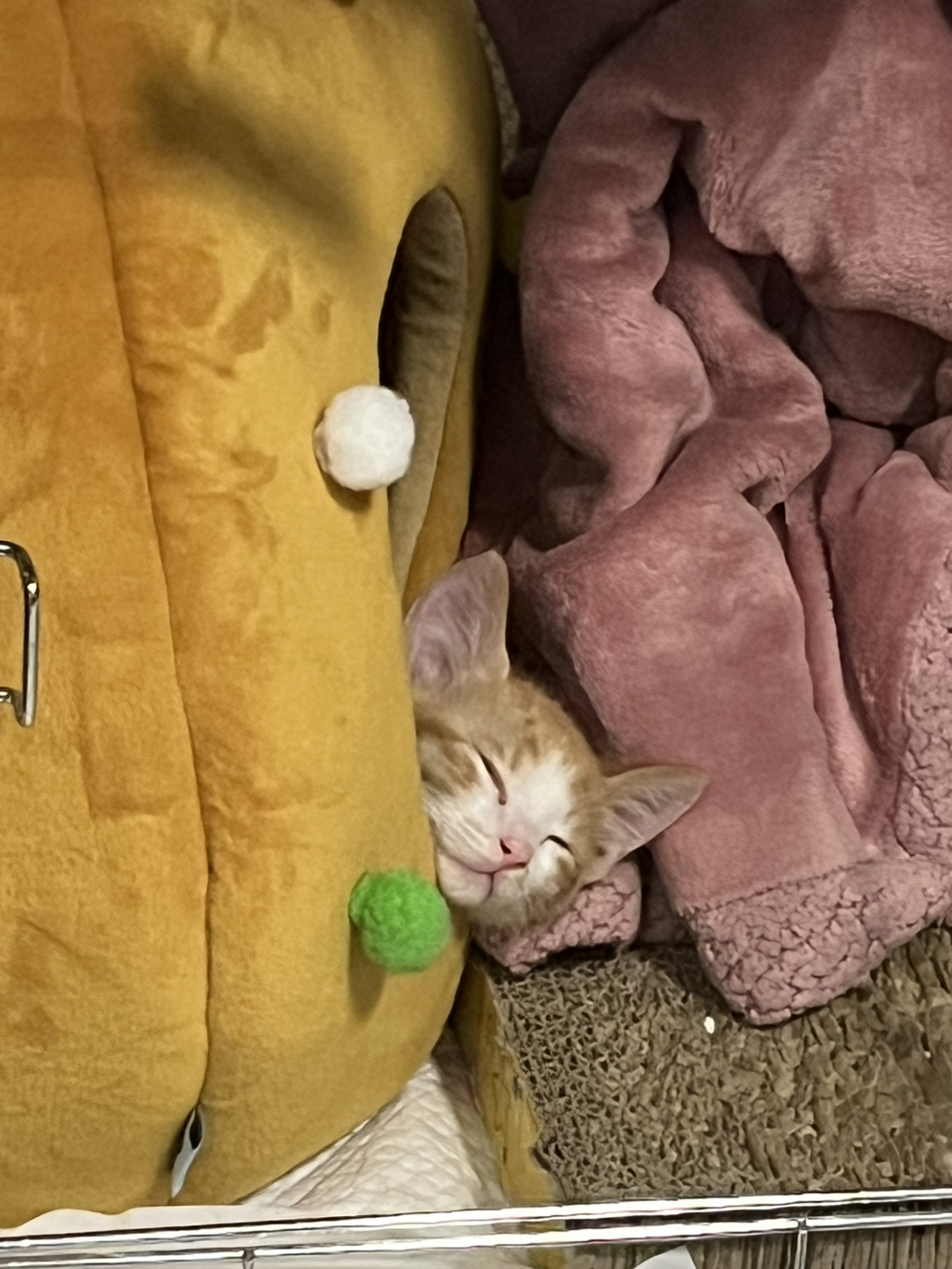(입홍) 😻 난 진짜 태어나서 이렇게 예쁜 치즈냥이 본 적 없어 😻 | 인스티즈