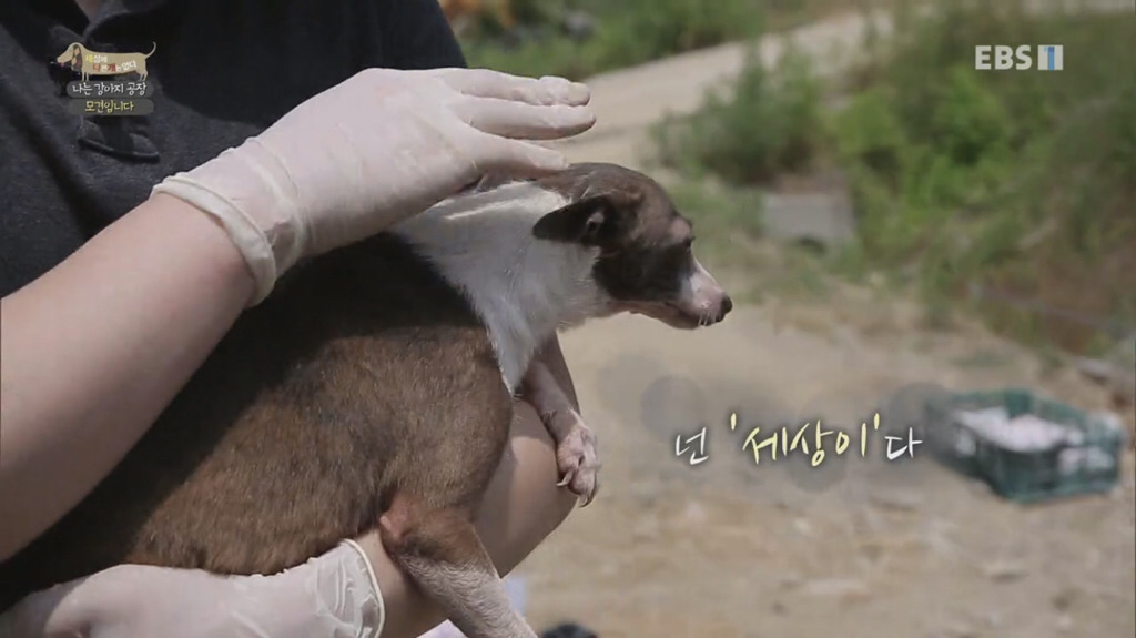 [세상에나쁜개는없다] 강아지 공장에서 구조되어 설채현 전문가에게 입양된 '세상이' 근황 | 인스티즈