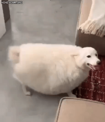 당신 갱얼쥐 뚱쭝해요 | 인스티즈