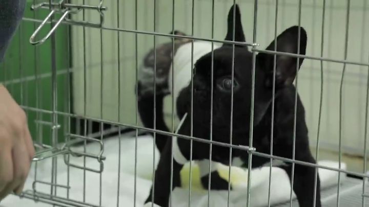 교통사고난 유기견 입양한 설채현 수의사 그리고 윙크 근황😉 | 인스티즈