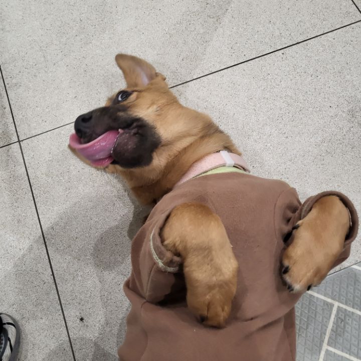 [유기견임보&입양홍보] 주택가 골목에 버려졌던 아기 강아지 콩순이 | 인스티즈