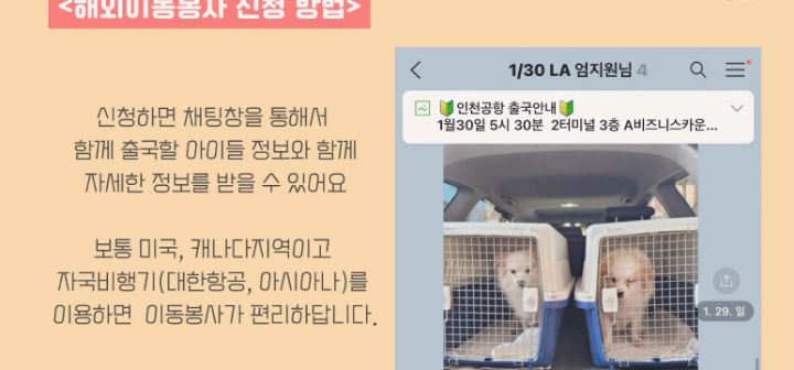 이효리 캐나다체크인보고 유기견 이동봉사 신청한 배우 엄지원 | 인스티즈