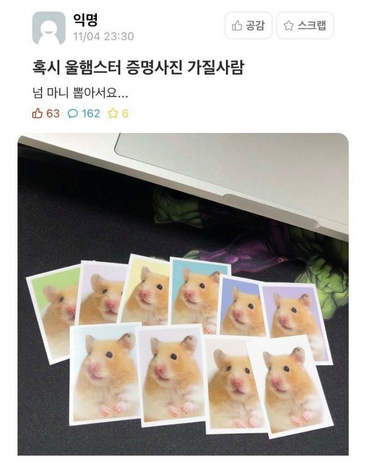 혹시 울햄스터 증명사진 가질 사람 | 인스티즈