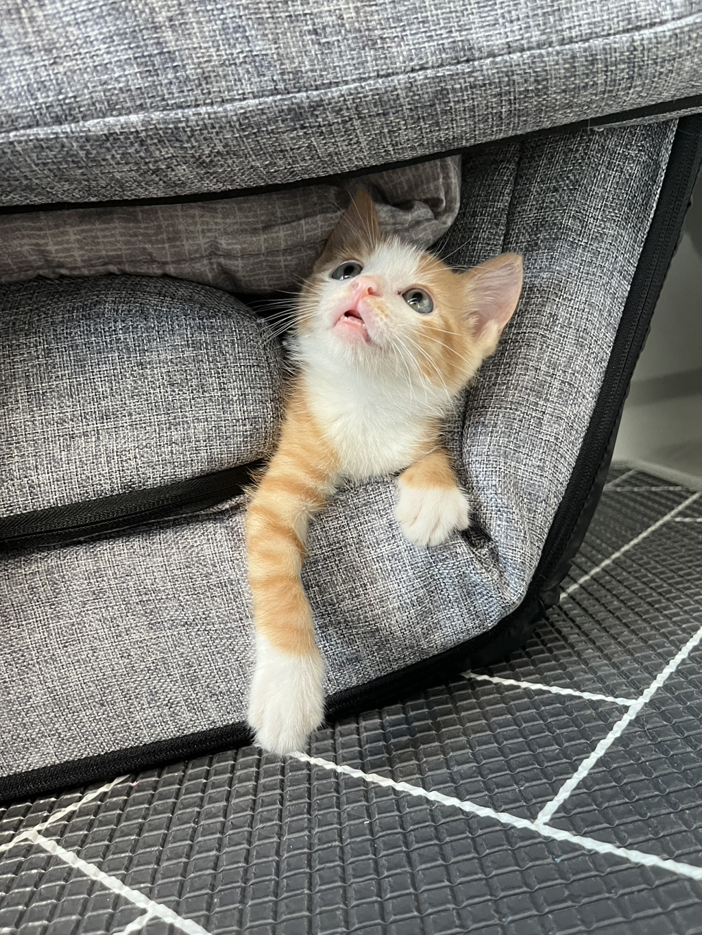 (입홍) 😻 난 진짜 태어나서 이렇게 예쁜 치즈냥이 본 적 없어 😻 | 인스티즈