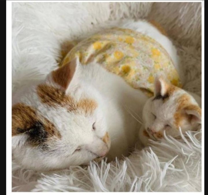 이 정도면 세쌍둥이 아니냐구 | 인스티즈