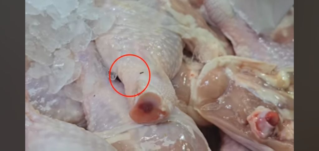 필리핀 마트 진열대에 우글우글한 바퀴벌레 (바퀴사진 있음) | 인스티즈