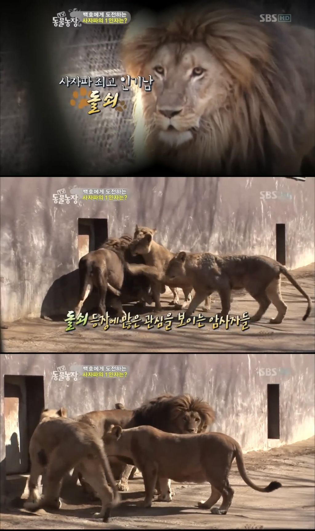 못생긴 수컷은 무토바 금지 시전하는 암컷 사자들 | 인스티즈